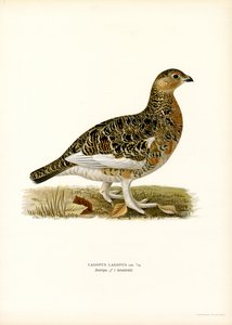 Moorschneehuhn von Magnus Ferdinand and Wilhelm von Wright