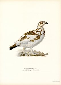 Moorschneehuhn von Magnus Ferdinand and Wilhelm von Wright