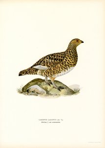 Moorschneehuhn von Magnus Ferdinand and Wilhelm von Wright