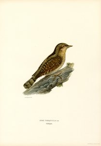 Wendehals von Magnus Ferdinand and Wilhelm von Wright