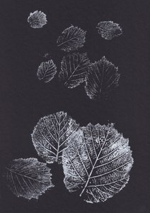 Botanische Blattdrucke von Maira Ribena