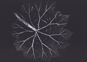 Zartes Blattskelett