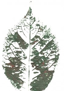 Strukturiertes grünes Blatt von Maira Ribena