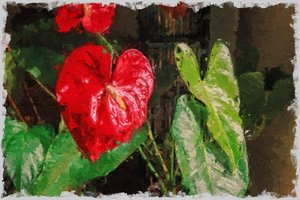 Ein großes, rotes herzförmiges Anthurium für den Valentinstag