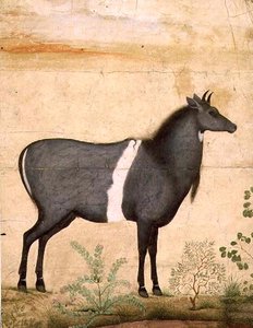 Nilgai (blaue Kuh) Mughal-Schule, frühes 17. Jahrhundert