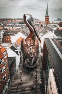 Riesige Pelikanstadt von Marcus Hennen