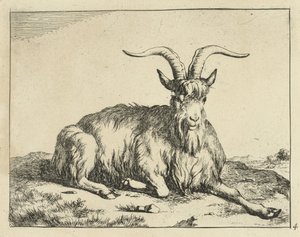 Liegende Ziege mit ausgestrecktem Vorderbein