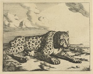 Leopard liegt nach rechts, die Pfoten zum Betrachter Leoparden (Serie) von Marcus de Bye