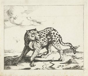 Leopard, nach links stehend, Kopf nach rechts