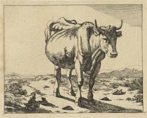 Stehende Kuh, von vorne gesehen
