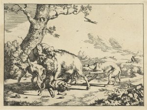 Schwein von vier Jagdhunden angegriffen