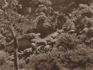 Büffel im Versteck von Marcuswell Maxwell