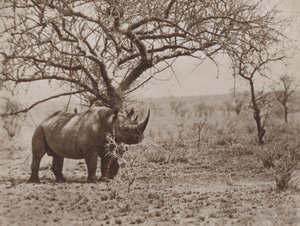 Der Freund des Nashorns, Zecken-Vögel an ihrem Posten von Marcuswell Maxwell