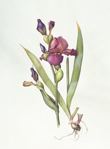 Iris von Margaret Ann Eden