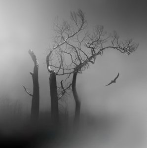 Einsamer Vogel in nebligen Bäumen