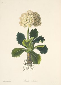 Aurikel, aus Florale Illustrationen der Jahreszeiten, veröffentlicht 1829