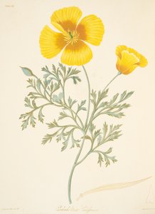 Kalifornische Eschscholtzia, aus Floral Illustrations of the Seasons, veröffentlicht 1829