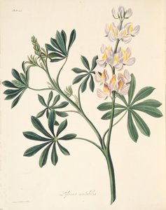Wechselblütiger Lupine, aus Floral Illustrations of the Seasons, veröffentlicht 1829