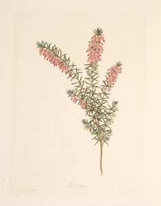 Fleischfarbene, frühblühende Heide, aus Florale Illustrationen der Jahreszeiten, veröffentlicht 1829