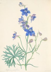 Großblütiger Rittersporn, aus Floral Illustrations of the Seasons, veröffentlicht 1829
