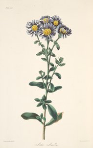 Italienische Aster, aus Floral Illustrations of the Seasons, veröffentlicht 1829 von Margaret Roscoe