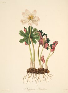 Großblütiger Blutwurz, aus Florale Illustrationen der Jahreszeiten, veröffentlicht 1829