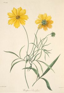 Großblütiges Tickseed, aus Floral Illustrations of the Seasons, veröffentlicht 1829