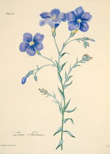 Narbonne-Lein, aus Floral Illustrations of the Seasons, veröffentlicht 1829
