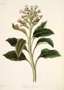 Orientalischer Bilsenkraut, aus Florale Illustrationen der Jahreszeiten, veröffentlicht 1829