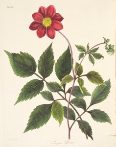 Rote Dahlie, aus Floral Illustrations of the Seasons, veröffentlicht 1829
