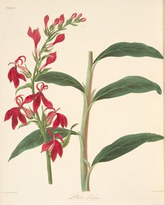 Strahlende Lobelie, aus Floral Illustrations of the Seasons, veröffentlicht 1829