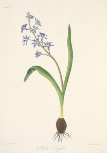 Zweiblättrige Blaustern, aus Florale Illustrationen der Jahreszeiten, veröffentlicht 1829 von Margaret Roscoe