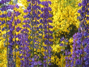 Lupinen auf Feuerland