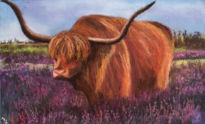 Highland-Bulle in schottischer Heide, 2018