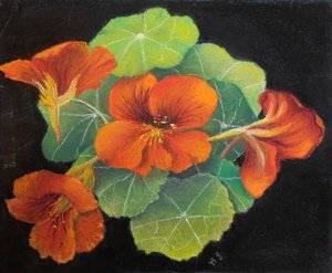 Kapuzinerkresse von Margo Starkey