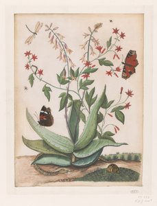 Schmetterlinge, eine Schlange und eine Schildkröte um eine blühende Agave