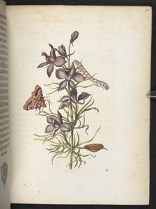 Der Raupen wunderbare Verwandlung und sonderbare Blumen-Nahrung von Maria Sibylla Merian
