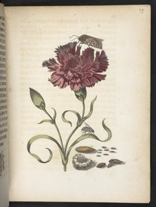 Der Raupen wunderbare Verwandlung und sonderbare Blumen-Nahrung von Maria Sibylla Merian