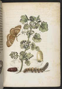 Der Raupen wunderbare Verwandlung und sonderbare Blumen-Nahrung von Maria Sibylla Merian