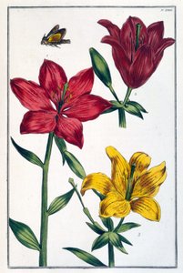 Rote Lilie - in Histoire générale des insectes de Surinam et de toute l