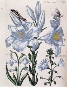 Weiße Lilie und langblättriger Rand - in „Allgemeine Geschichte der Insekten von Surinam und ganz Europa“ von Maria Sibylla de Merian, ed. Desnos, Paris