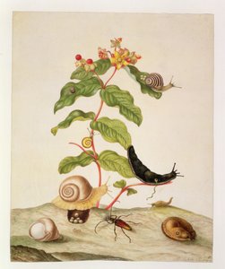 Nr. 1146c Hypericum Baxiforum mit Schnecken und einem Käfer, 1695