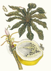 Carica papaya. Aus dem Buch Metamorphosis insectorum Surinamensium, 1705
