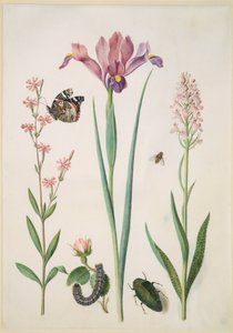 Leimkraut mit Admiral, Rose mit Fuchsfalter, Iris, Schwebfliege, Prachtkäfer und Orchidee von Maria Sibylla Merian