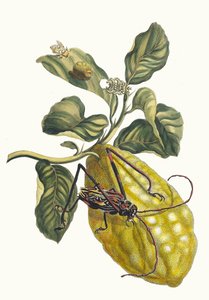 Zitronenbaum. Aus dem Buch Metamorphosis insectorum Surinamensium