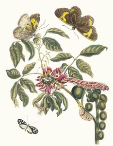 Coronilla Americana Arborescens. Aus dem Buch Metamorphosis insectorum Surinamensium, 1705 von Maria Sibylla Merian