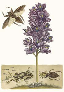 Eichhornia crassipes. Aus dem Buch Metamorphosis insectorum Surinamensium, 1705 von Maria Sibylla Merian