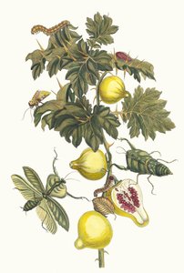 Pomme de Sodome. Aus dem Buch Metamorphosis insectorum Surinamensium, 1705