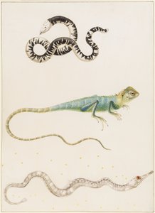 Südamerikanischer Kleinwurm, Leguan oder Ostindischer Baumechse und Seenadel von Maria Sibylla Merian