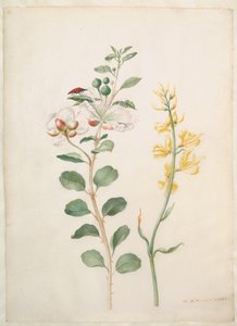 Studie von Kapern, Ginster und einem Käfer von Maria Sibylla Merian